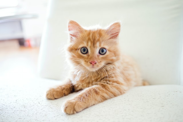 orange cat
